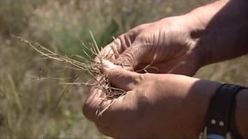 Image d'illustration pour Plein été et grosse chaleur près de la Méditerranée