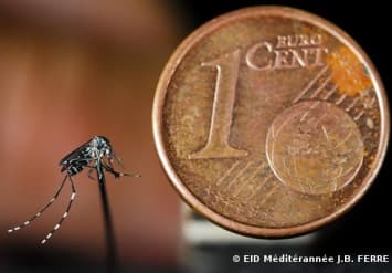 Image d'illustration pour Les conditions météo favorisent la prolifération des moustiques